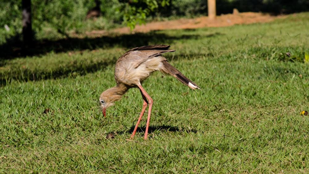 a bird standing on top of a lush green field