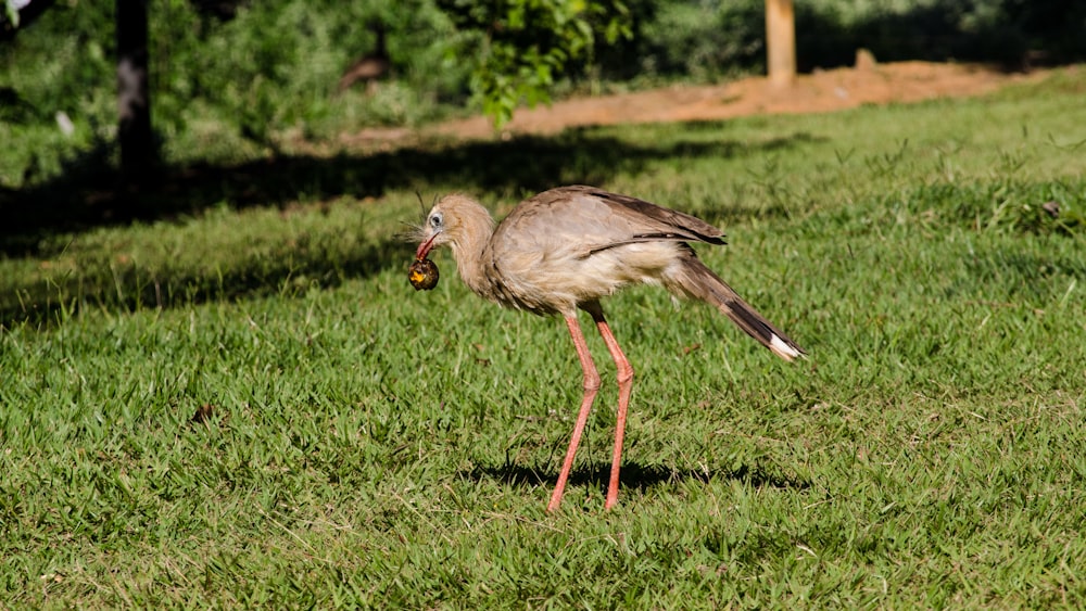 a bird standing in the grass with a ball in it's beak