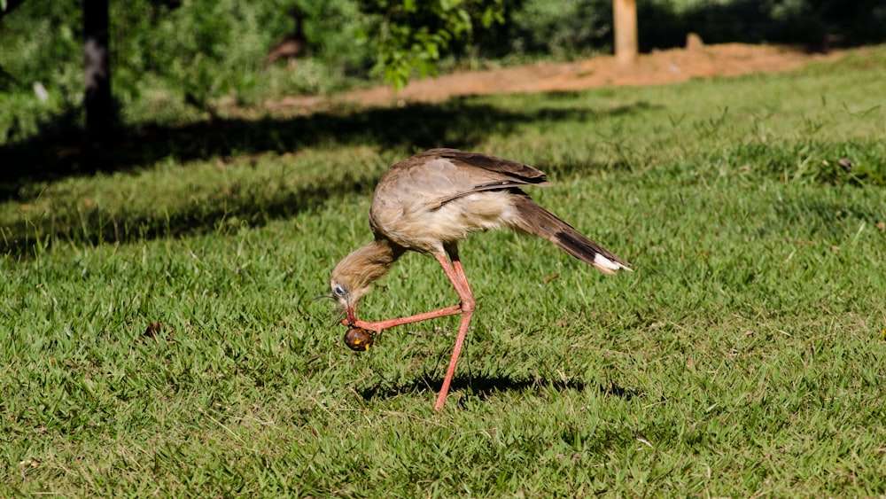 a bird with a long neck standing in the grass