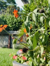 A serene garden scene highlighting biodiversity with native plants and butterflies.