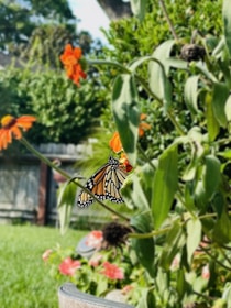 A serene garden scene highlighting biodiversity with native plants and butterflies.