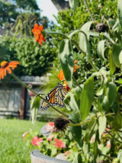 A serene garden corner filled with blooming native plants designed to support bees and butterflies.