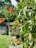 A vibrant garden filled with butterflies and birds.