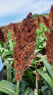 A close-up of golden sorghum grains growing in a sunlit Zimbabwean field.