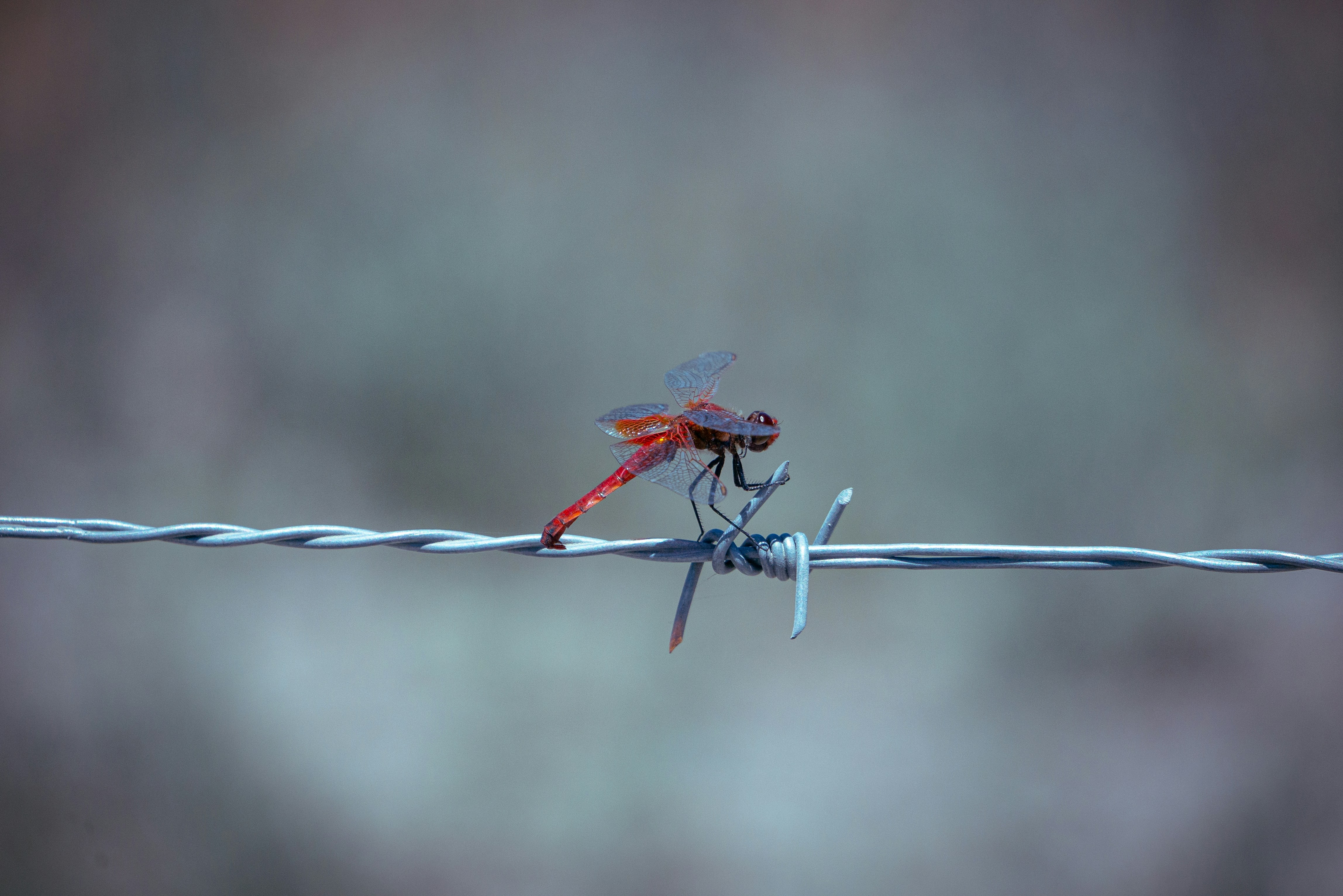 Photo by franciscotrujillo