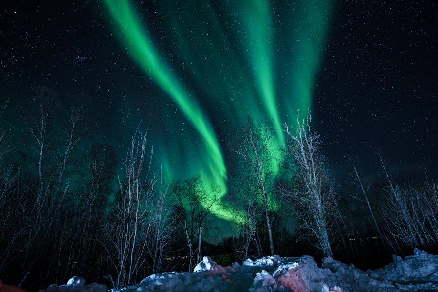 Northern lights above a snowy Rovaniemi forest