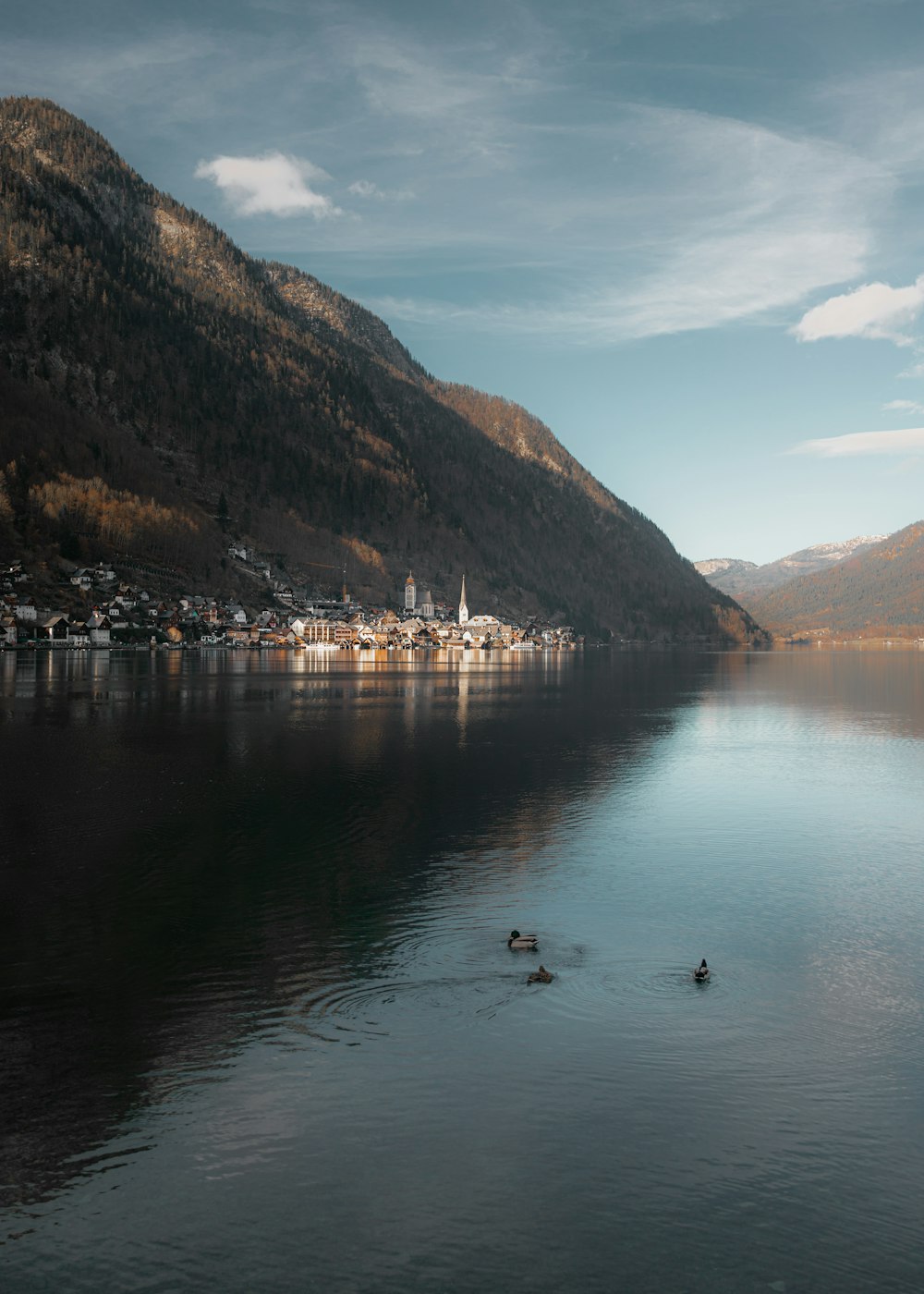 Ein paar Enten schwimmen auf einem See