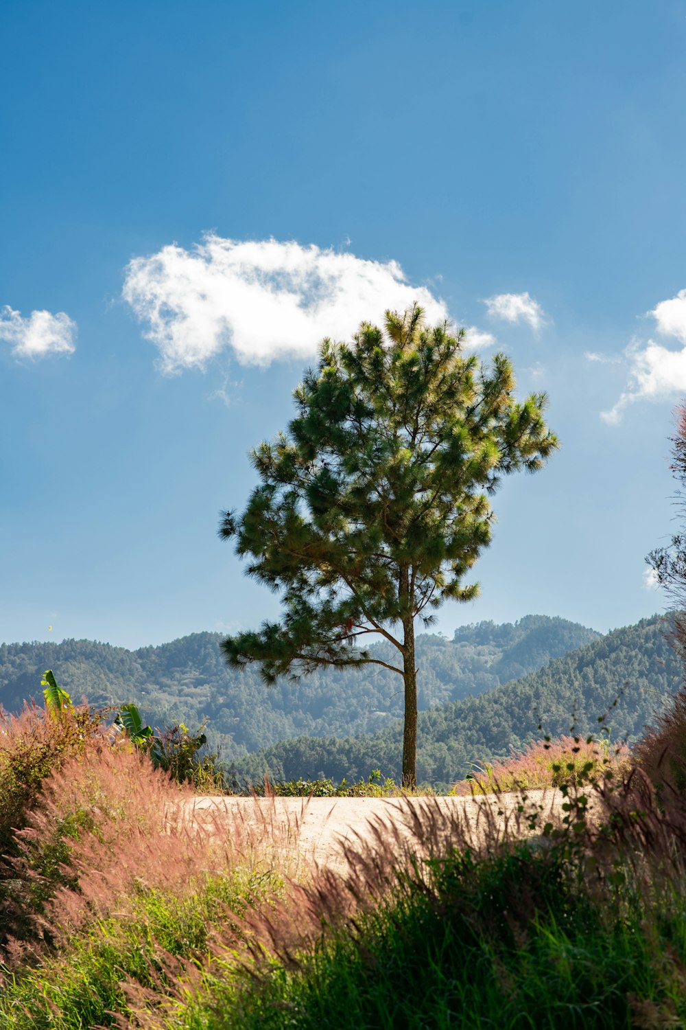 a lone tree on a dirt road with mountains in the background