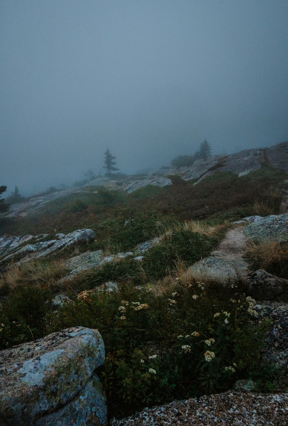 a foggy landscape with rocks and plants
