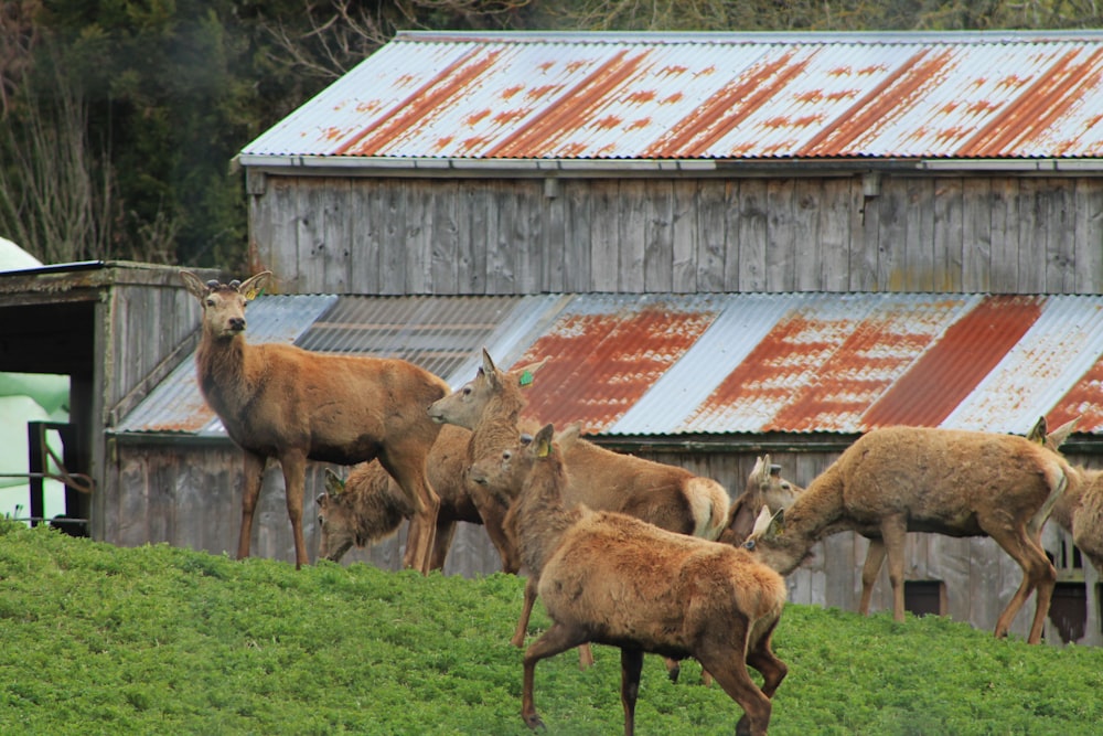 a herd of deer standing on top of a lush green hillside