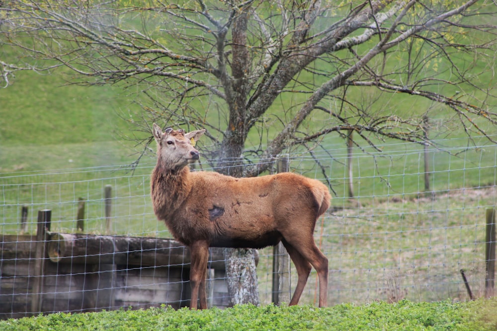 a deer standing in front of a wire fence