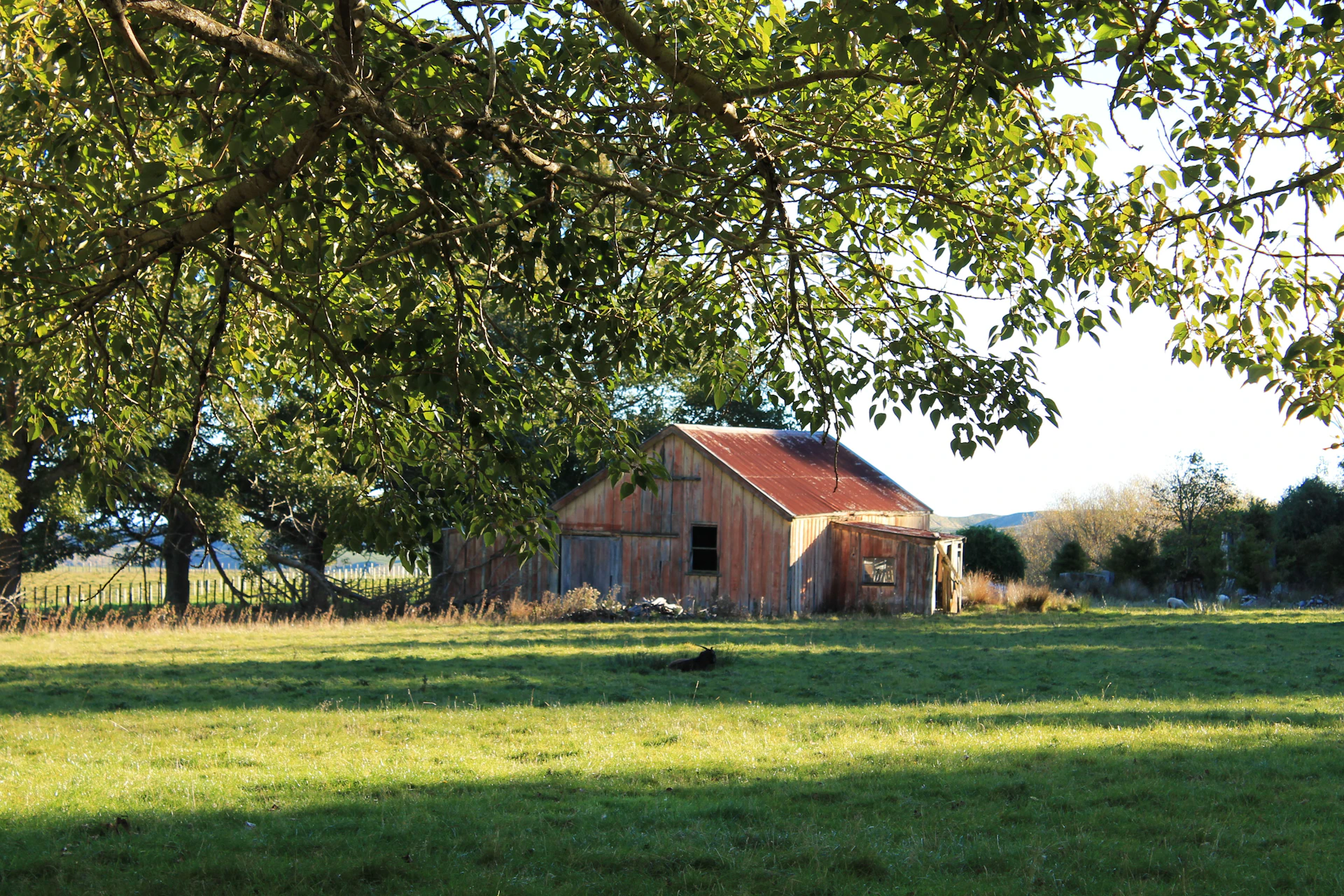 a barn in the middle of a field under a tree