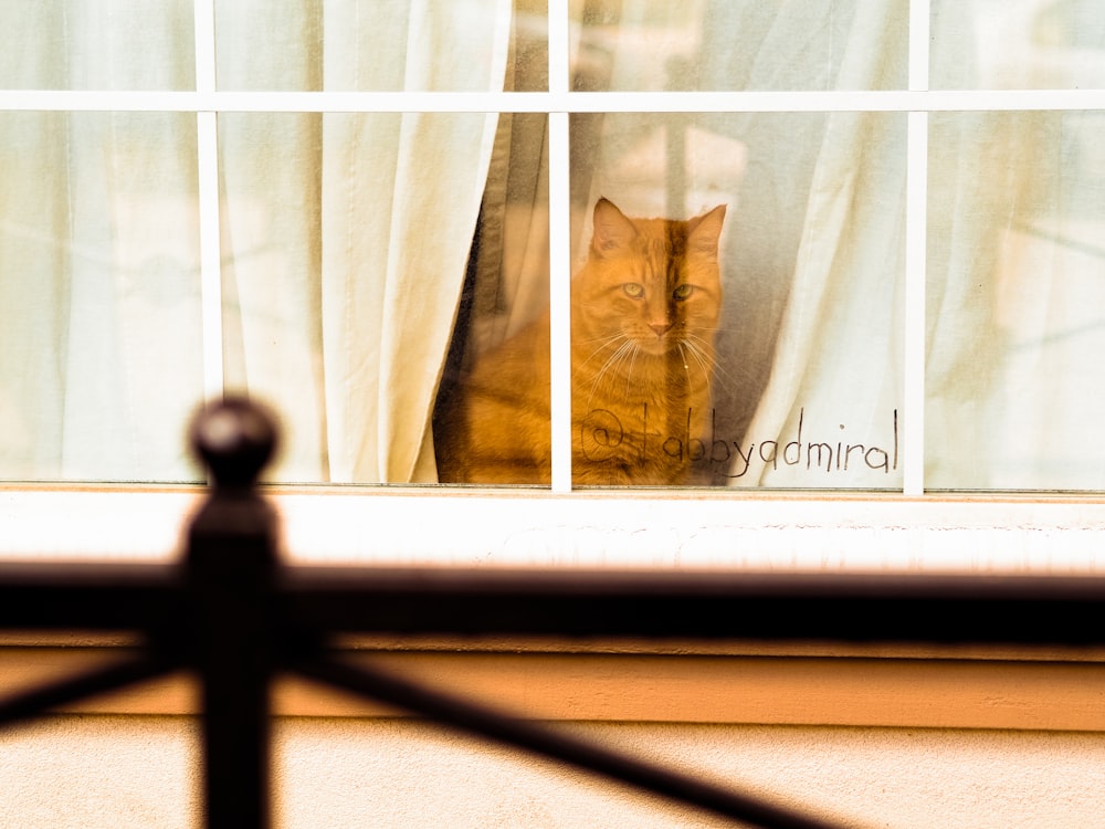 a cat is looking out of a window