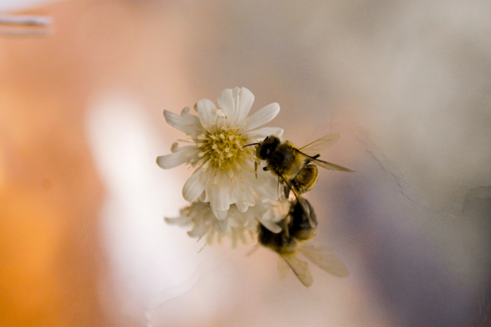 a couple of bees are on a flower