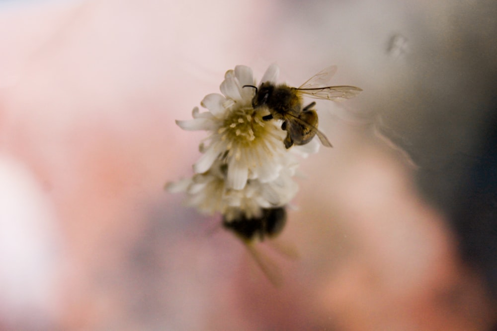 a bee sitting on top of a white flower