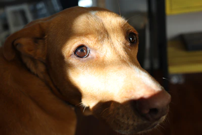 Close-up of a dog’s happy face with soft sunlight highlighting its fur inside the apartment.