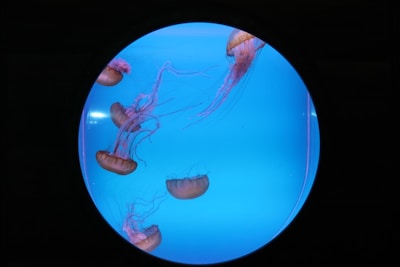 Team meeting discussing jellyfish investment opportunities around a table.