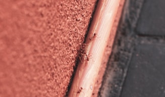 Ants marching along a wooden surface near a window.
