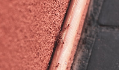 Ants marching along a wooden surface near a window.