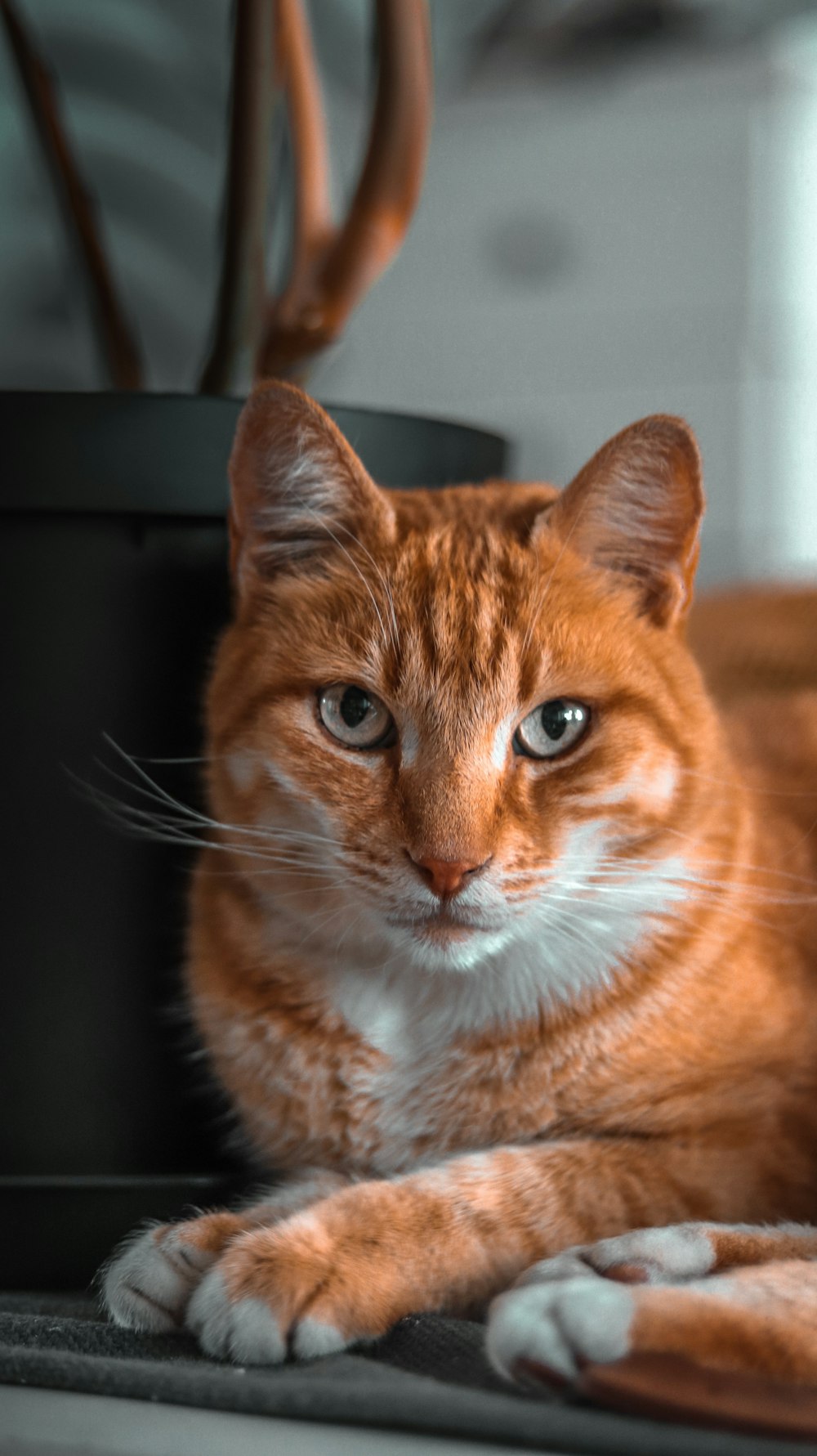 an orange and white cat laying on top of a table