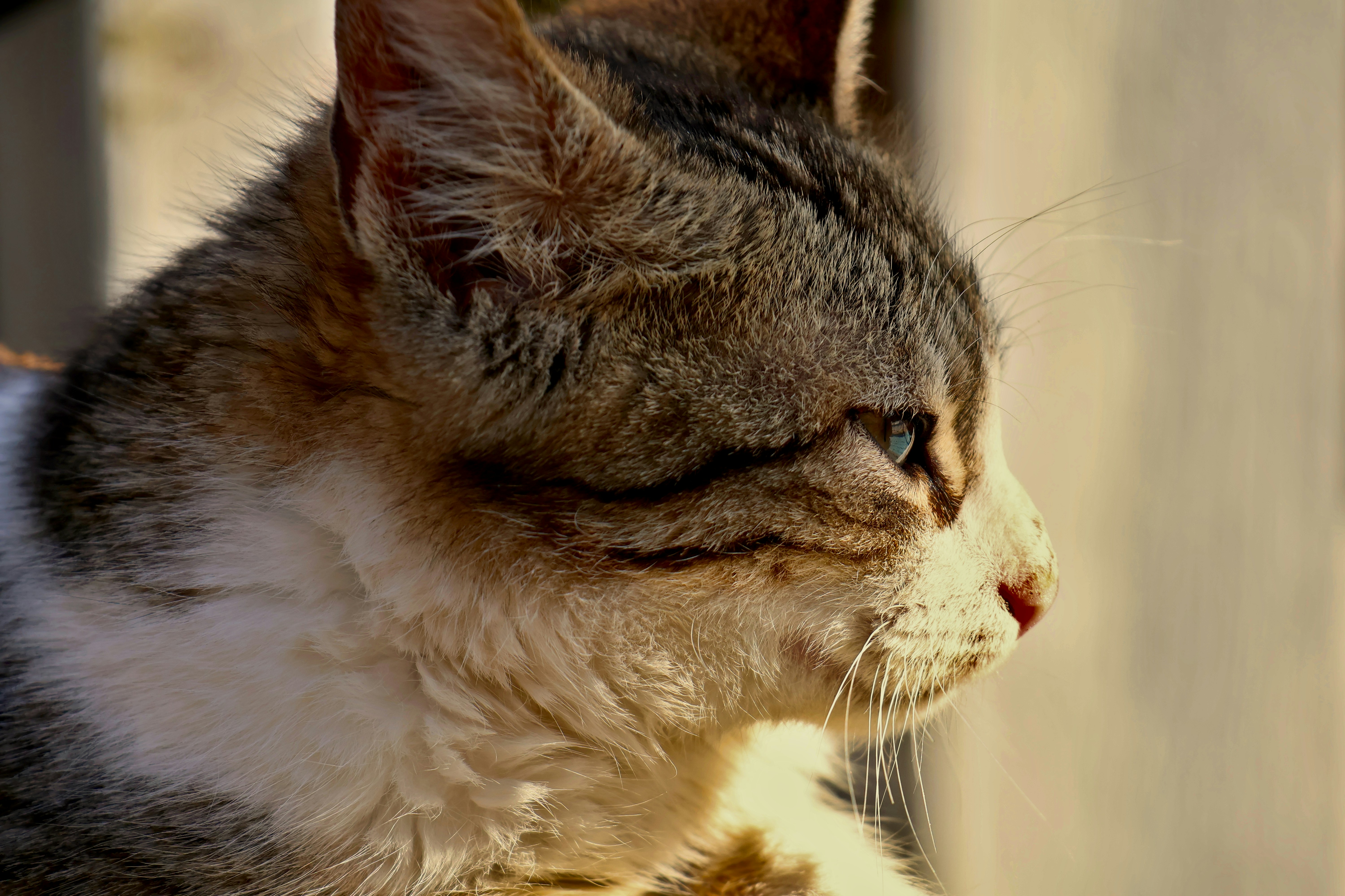 a close up of a cat with a blurry background