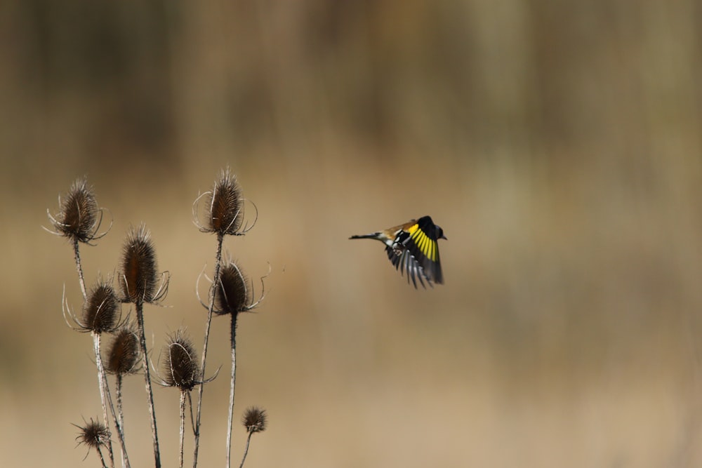 a small bird flying over a bunch of flowers