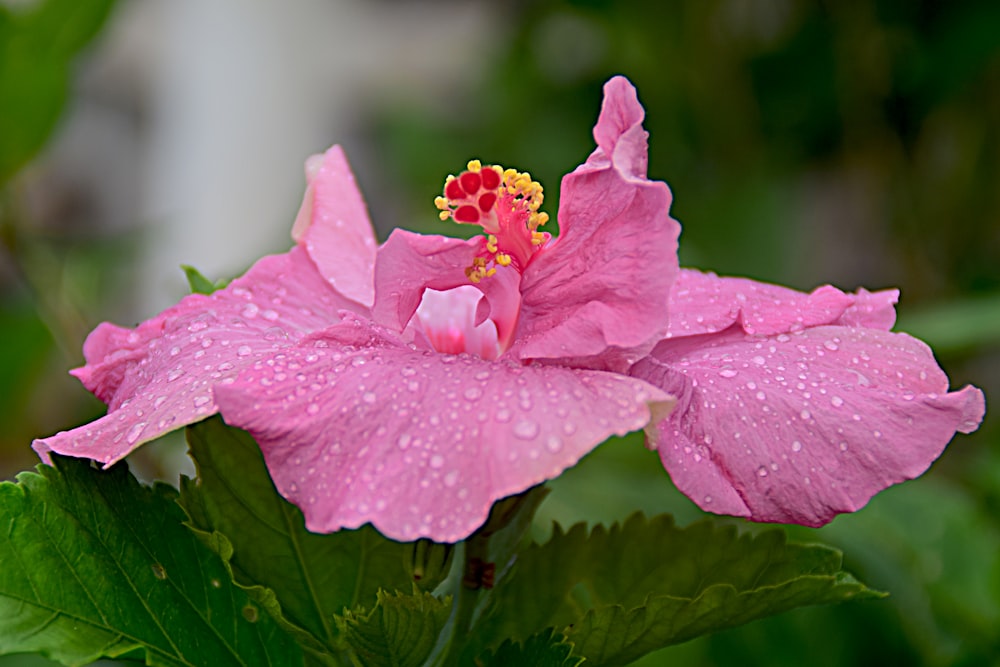 a pink flower with water droplets on it