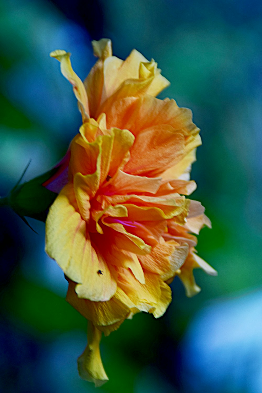 a close up of a flower with a blurry background