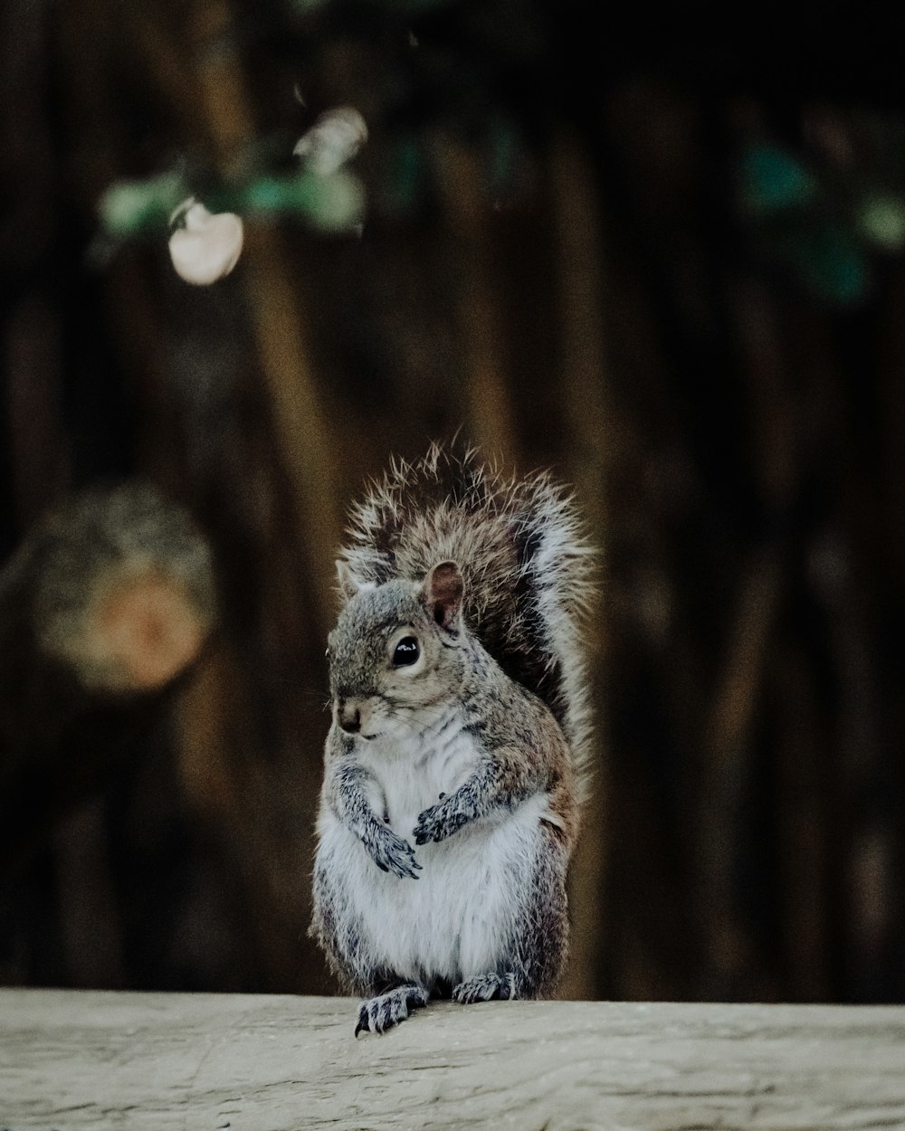 a squirrel sitting on top of a wooden table