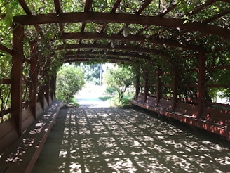 A wooden pergola is covered with dense greenery, casting intricate shadows on the path below. Long benches line both sides under the structure, leading to a sunlit area with surrounding bushes and trees.