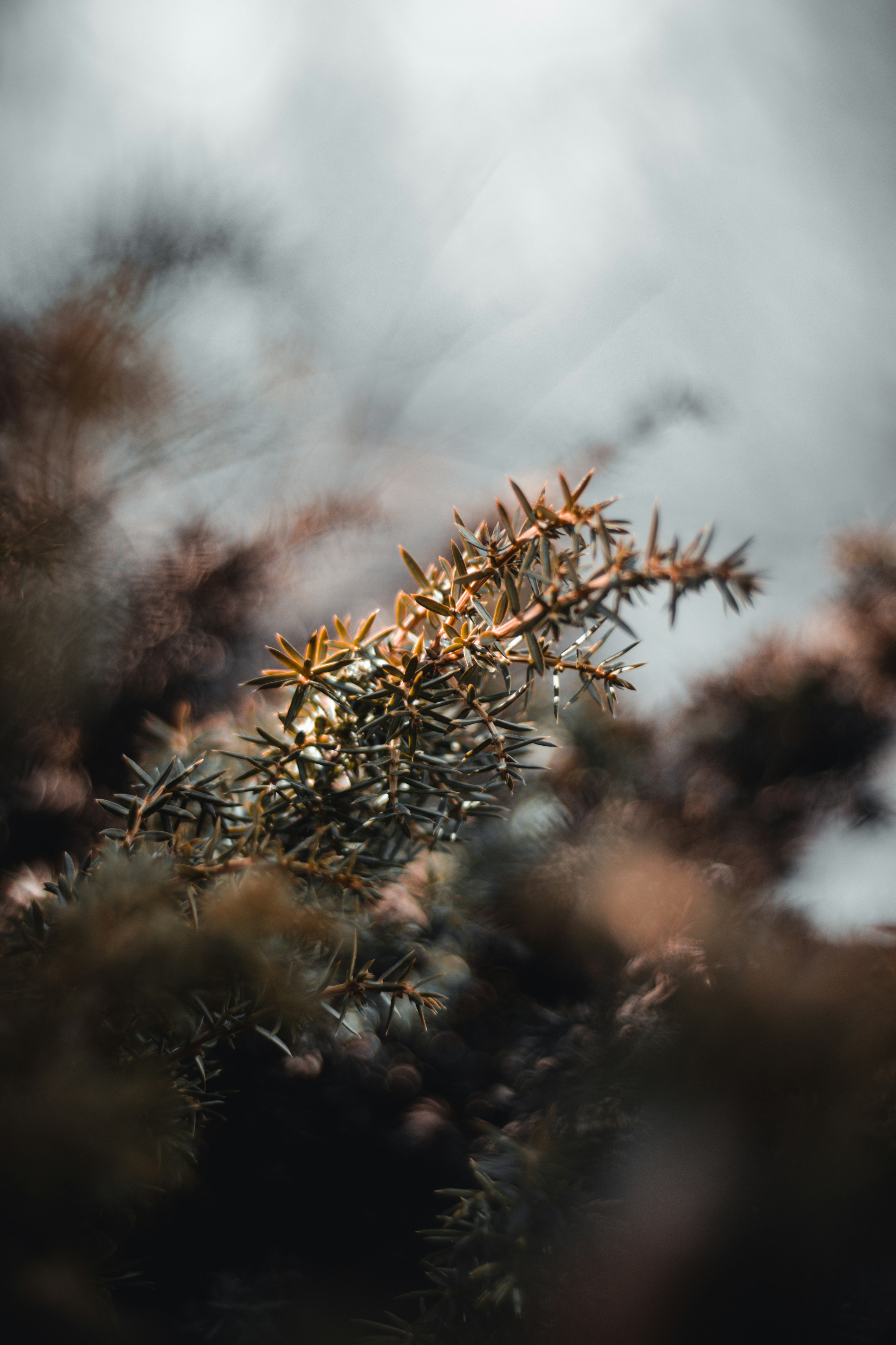 Un primer plano de la rama de un árbol en un día nublado
