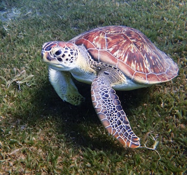A sea turtle is seen calmly resting on a bed of seagrass underwater. Its shell is intricately patterned with shades of brown and orange, and it has distinctive scaly skin on its flippers.