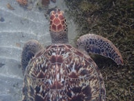 A close-up of a sea turtle gracefully swimming near the rocky seabed of Isla Isabel.