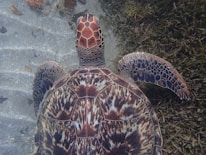 Close-up shot of a sea turtle gracefully swimming near the sandy ocean floor with vibrant plants around.