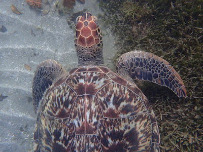 A close-up shot of a sea turtle swimming near the volcanic rocks of Lobos Island.