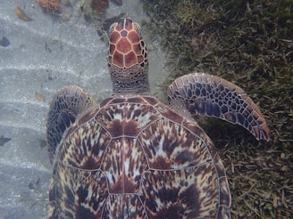 A close-up of a sea turtle gracefully swimming near the rocky seabed of Isla Isabel.