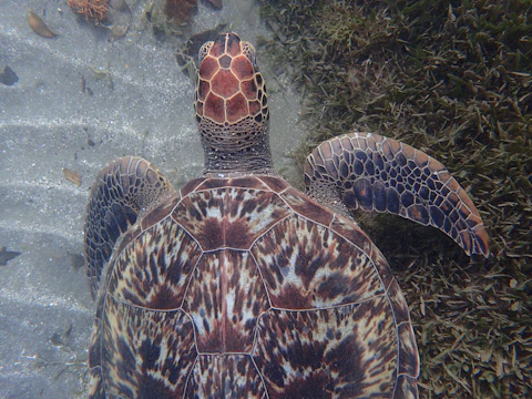 A panoramic view of a deep ocean with a silver hexagonal tortoise shell subtly visible beneath the waves.