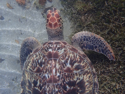 Close-up shot of a sea turtle gracefully swimming near the sandy ocean floor with vibrant plants around.