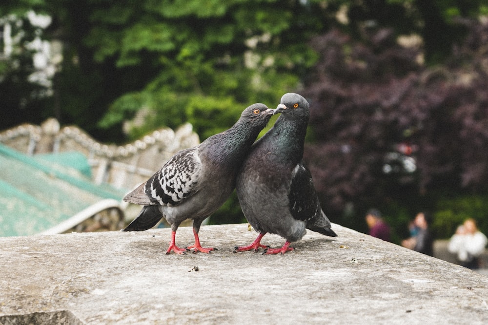 a couple of birds standing on top of a cement wall