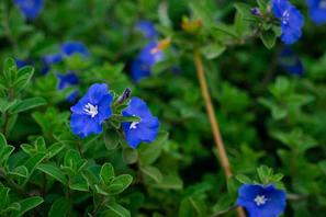 A row of Blue Mango F2 × Blue Bubblegum plants in flowering stage, demonstrating consistent vigor and uniformity