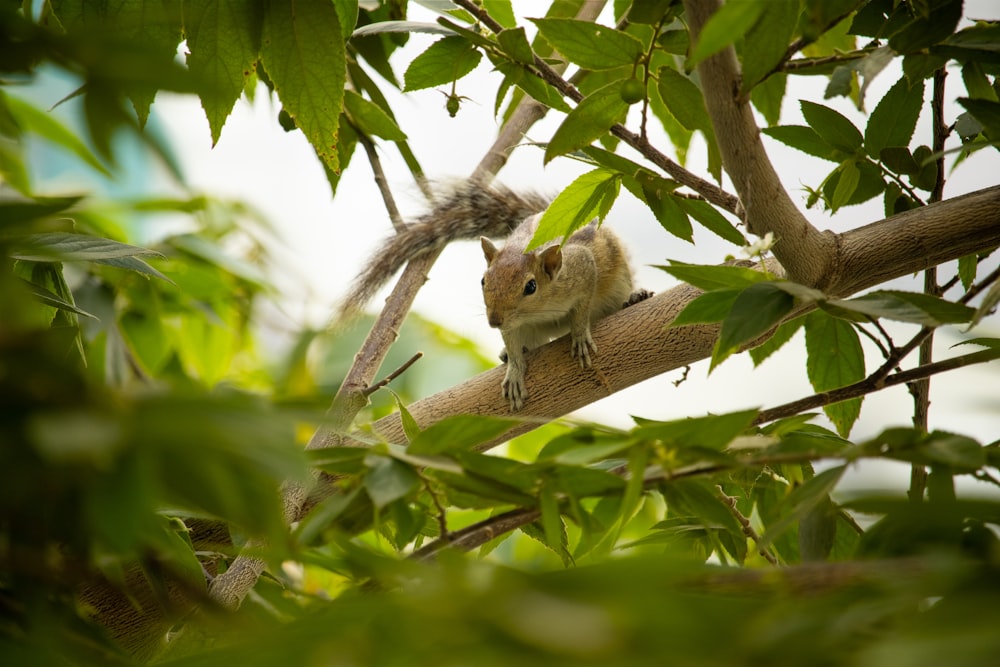 a squirrel is sitting on a tree branch