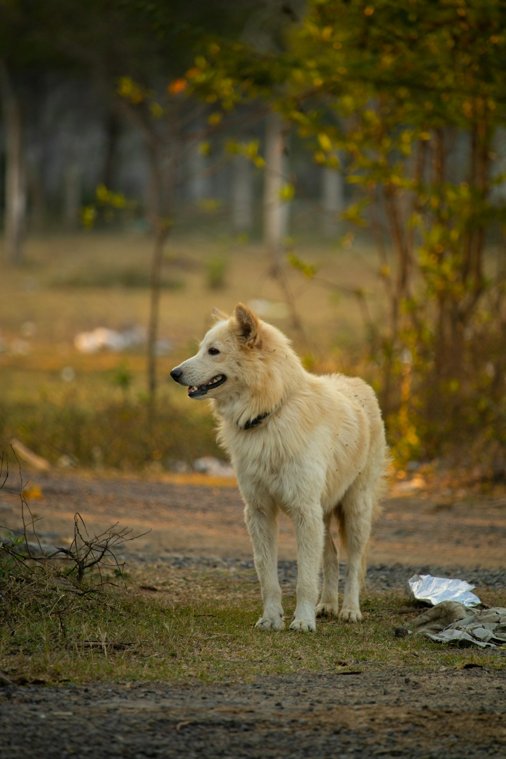 a white dog standing on top of a dirt road