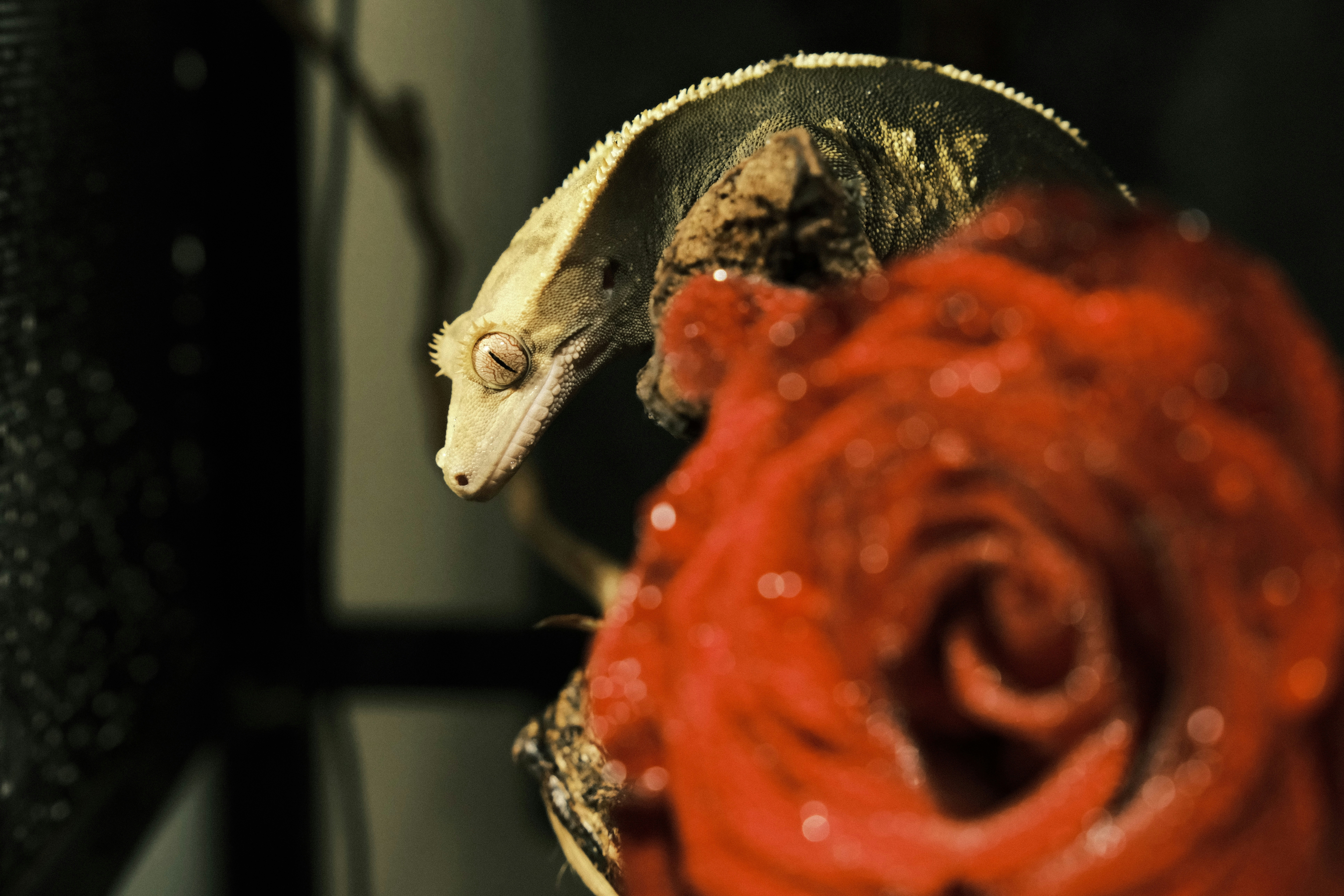 a gecko sitting on top of a red rose