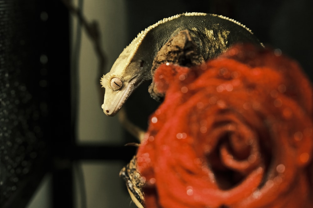 a gecko sitting on top of a red rose