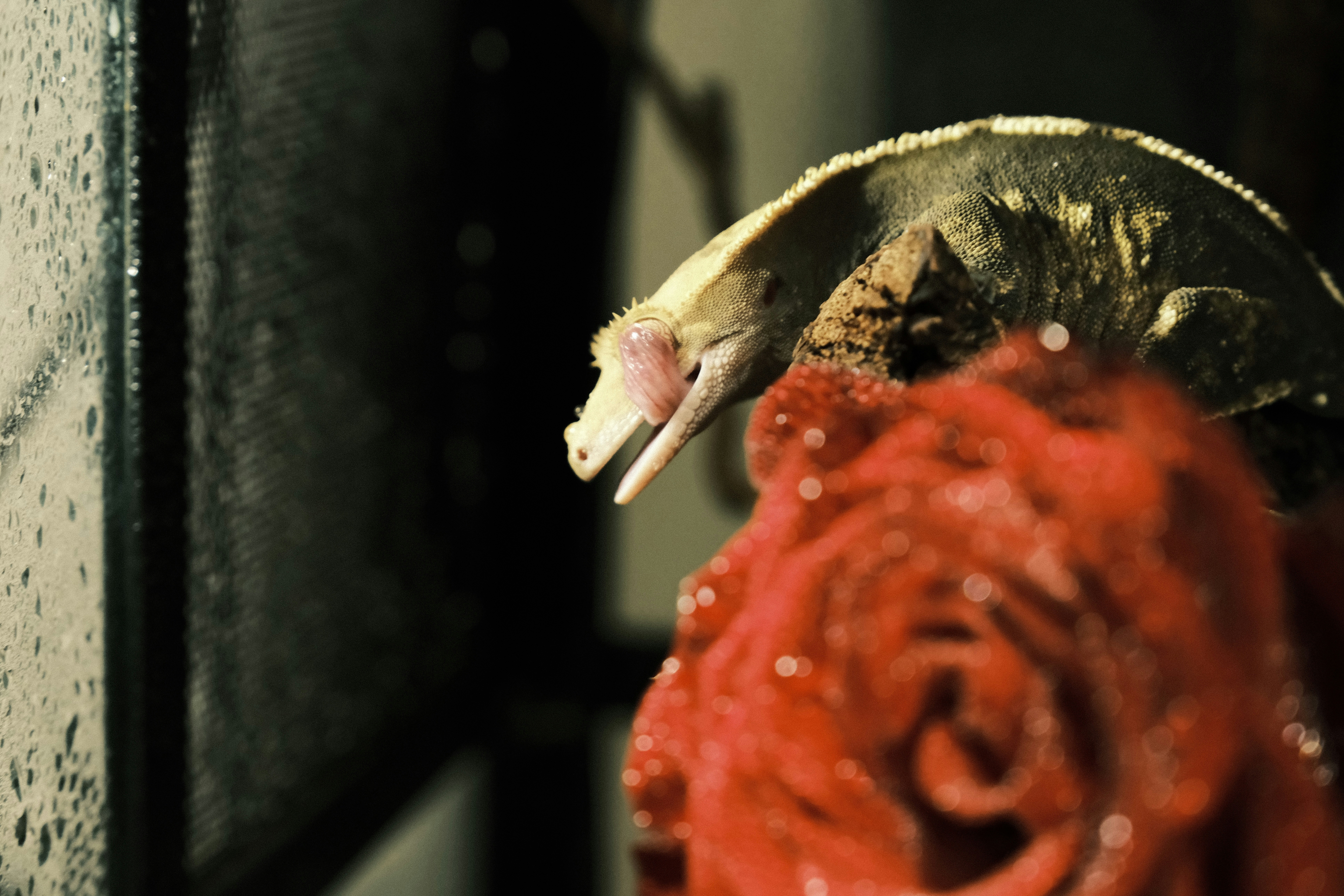 a close up of a red rose near a microwave
