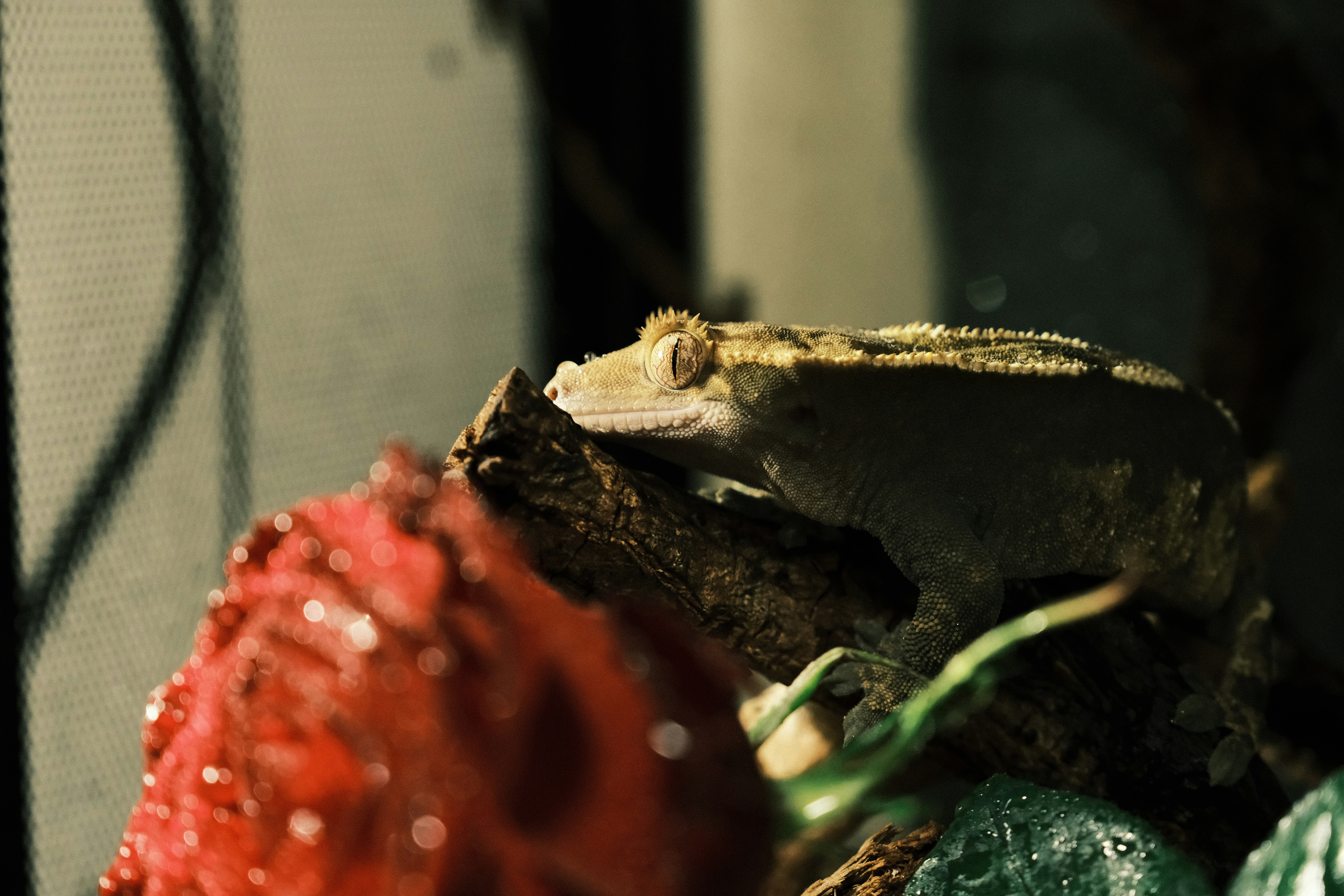 a lizard sitting on top of a piece of wood