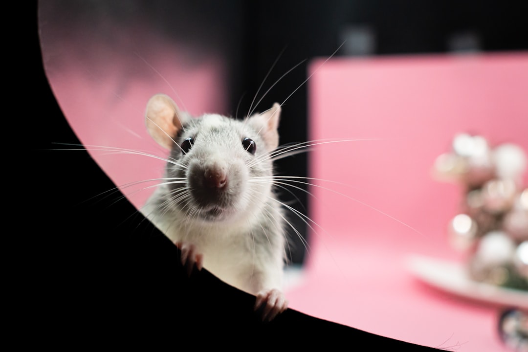 a rat looking at itself in a mirror,