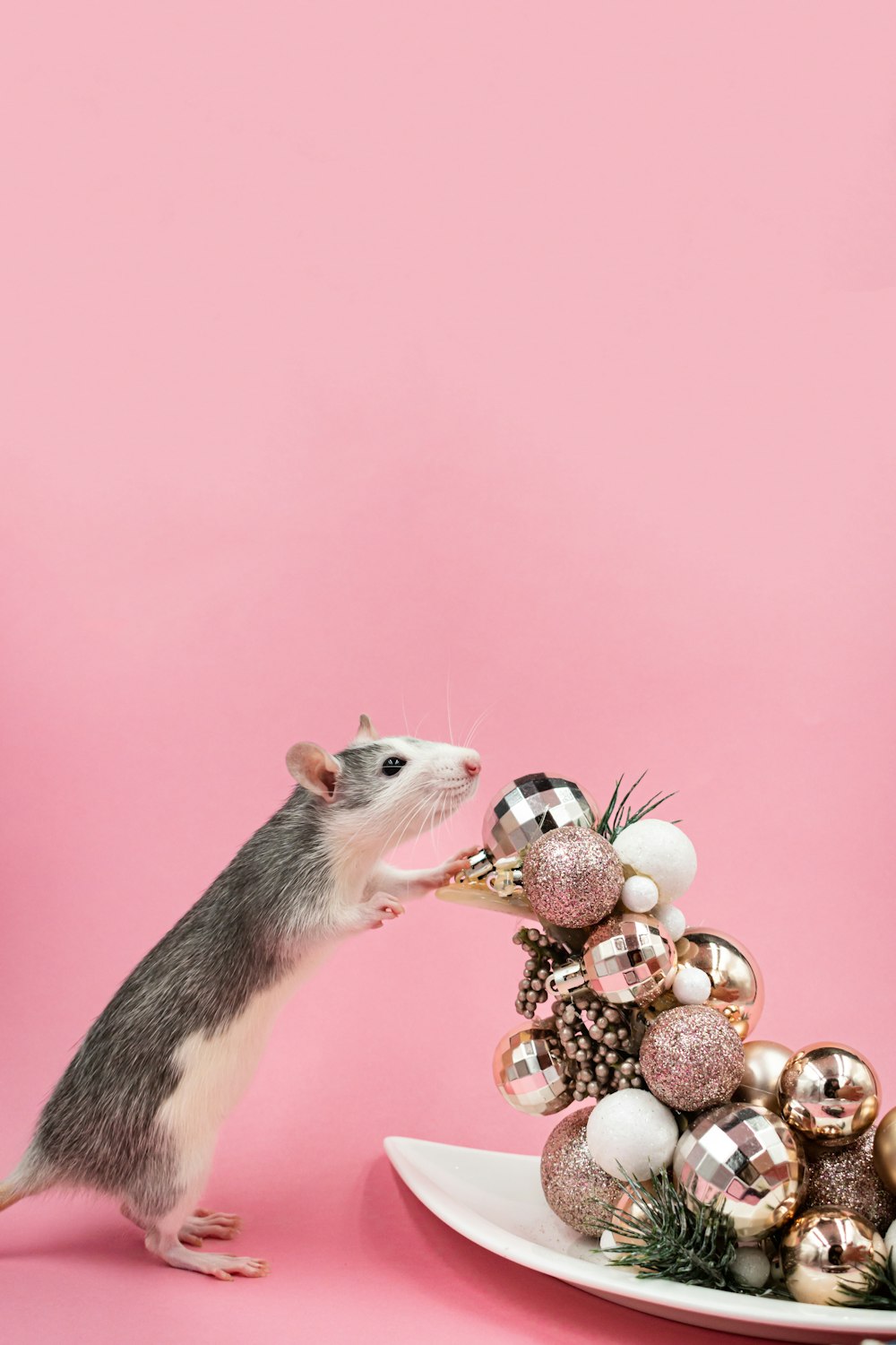 una rata en un plato con adornos sobre un fondo rosa