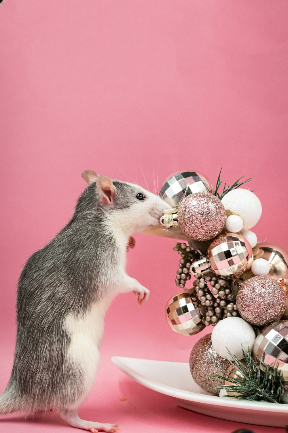 a rat standing on a plate next to a christmas tree