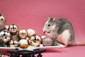 a rat sitting on top of a plate next to christmas ornaments